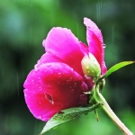 Ветровито и дъждовно време днес