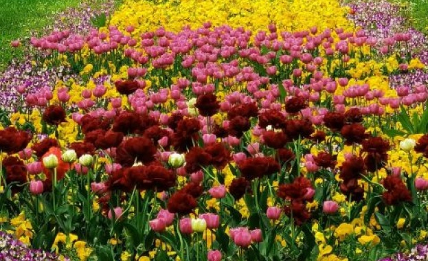 Килим от разноцветни лалета украси Морската градина във Варна предаде