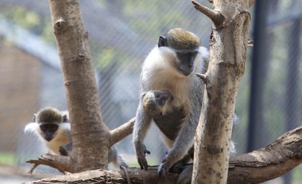 Бебета мечета козирог лами и маймунка са новите попълнения в