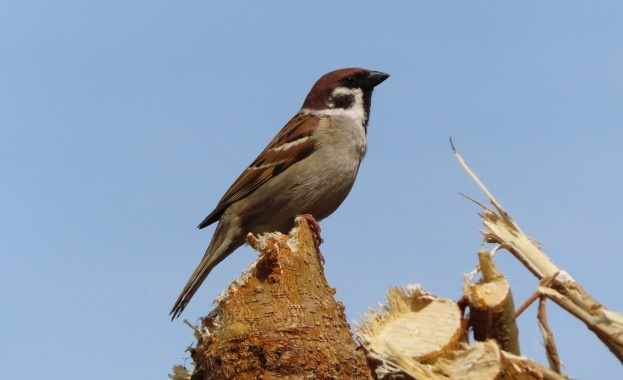 Българското сдружение за отбрана на птиците организира акцията Ние броим