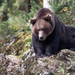 В Чепеларе мечка чупи кошери за мед после позира за снимка на деца