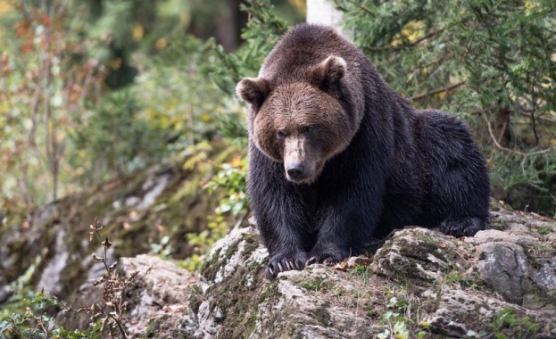 В Чепеларе мечка чупи кошери за мед после позира за снимка на деца