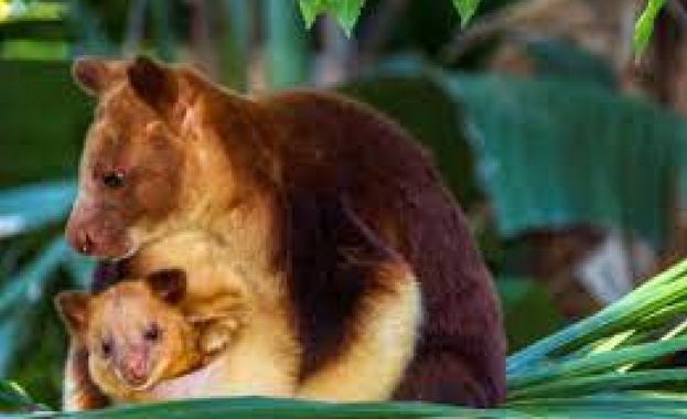 Дървесно кенгуру което наднича плахо от торбата на майка си