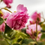 Дни на розата в комплекс „Дамасцена“ 4 и 5 Юни 2022 г.