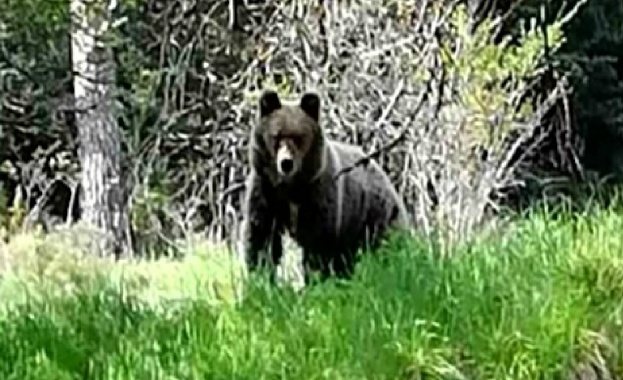 Мечка нападна кошери в Чепеларе