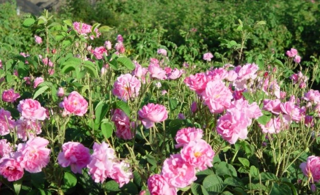 В Казанлък започна кампанията по прибирането на розовия цвят Ритуалът розобер