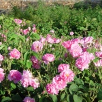 Започва розоберът в Казанлък