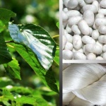 Отглеждането на копринени буби – възможност и за добри доходи