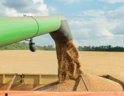 Как внос от чужбина подбива цените на зърното в България