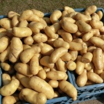 Производители: Българските картофи ще поскъпнат двойно