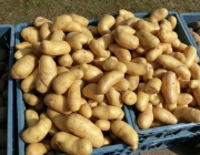 Безплатни картофи за берлинчани след рекордна година в Германия