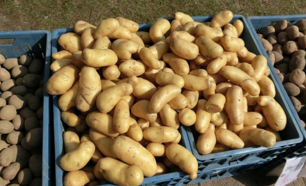 Производители: Българските картофи ще поскъпнат двойно