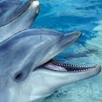 Съдят плувци за "тормоз" на диви делфини