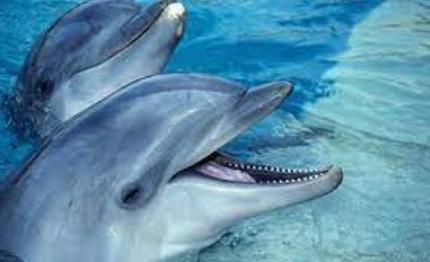 Повече от 40 души се включиха в спасяването на седем делфина, заседнали на полуостров Кейп Код