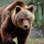 Мечка беше блъсната от автомобил в Испания