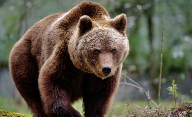 Мечки се появяват на все по необичайни места в Румъния съобщава