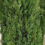 Кипарис на над 5000 години е най-старото дърво в света