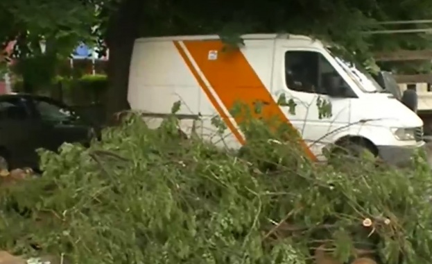 Дърво се разцепи на две и се стовари върху паркирани