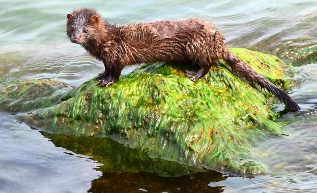 Заповед на министъра на околната среда и водите Борислав Сандов
