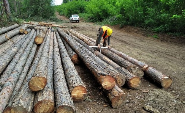 Забрана за износ на необработена дървесина от България за три месеца