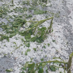 ДФЗ: 1,3 млн. лв. получиха земеделски стопани с частично пропаднали площи oт градушката през 2021 г. в Пловдивско