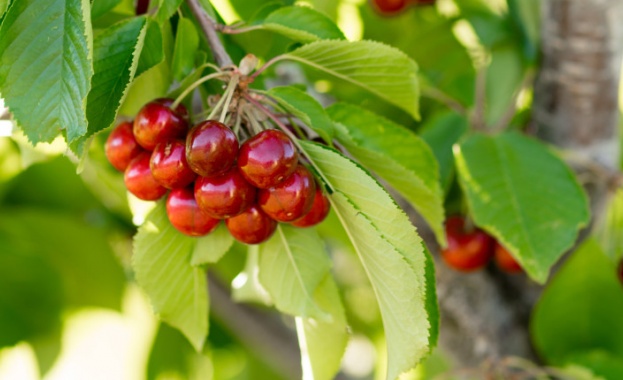 Рязко поскъпване на родните плодове очакват производители в Кюстендилско