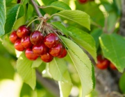 Добри прогнози за българските череши тази година