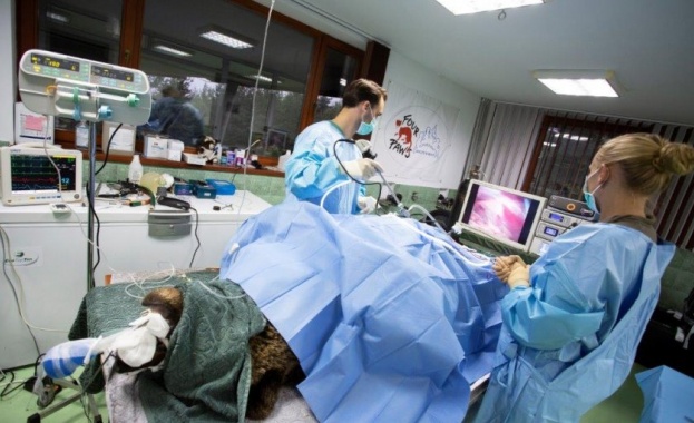 Немски екип медици извърши първата лапароскопска операция на кафява мечка