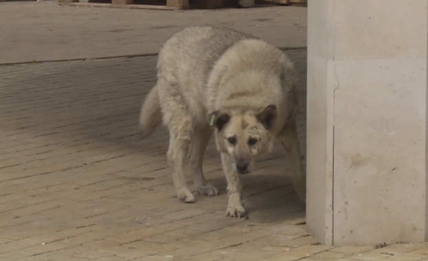 Глутница бездомни кучета от няколко години тормозят туристи и работещи