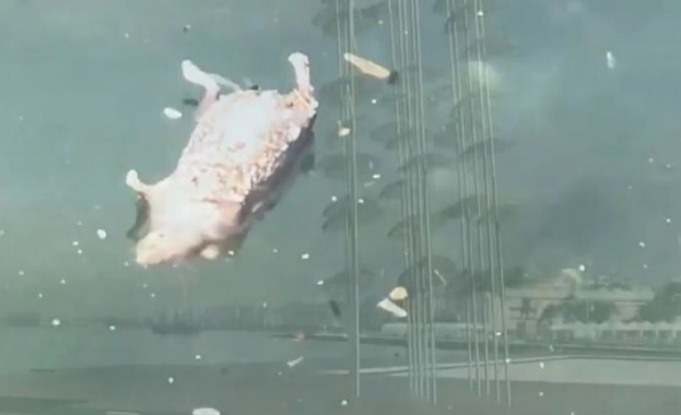 Мъртви мишки задръстиха Солунския залив Водите на Солунския залив се изпълниха