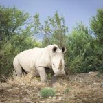 Бял носорог се роди в Националния зоопарк на Куба 