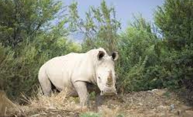 Бял носорог се роди в Националния зоопарк на Куба 