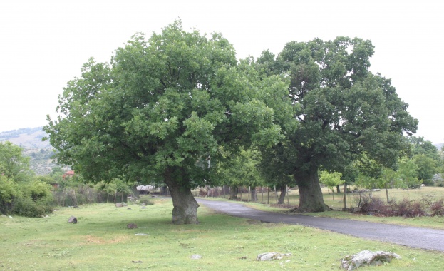 Част от задълженията на общините е поддръжката на зелените зони