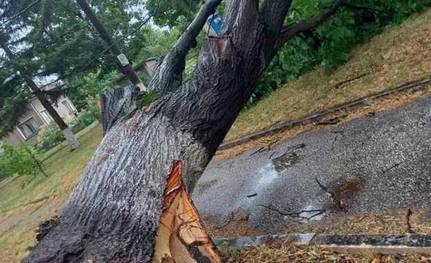 Силна буря в Козлодуй изкорени дървета и предизвика материални щети