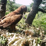 У нас гнездят към 1 000 двойки от вида малък креслив орел