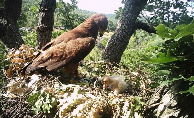 800 1000 двойки от вида малък креслив орел гнездят в България
