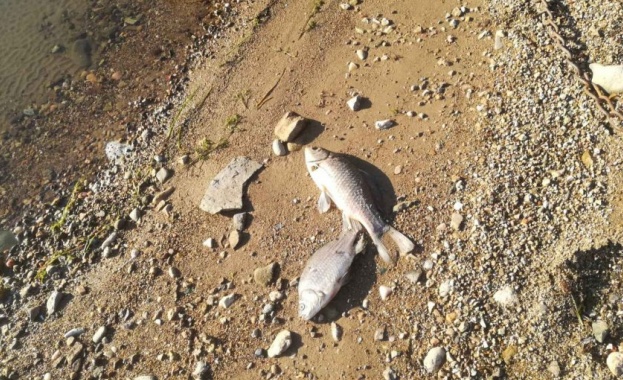 Пресъхнал язовир и 7 тона мъртва риба до ямболското село Окоп