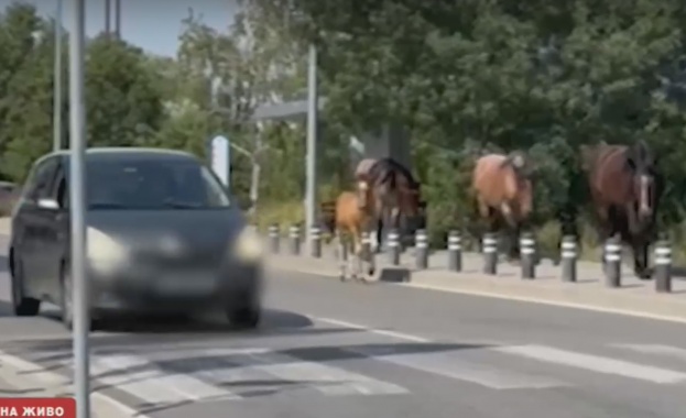 Волни коне се разхождат по оживен столичен булевард Видео ни