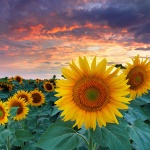 Предстоящи събития в страната на 8 юли 2022 г.