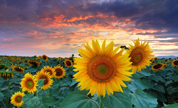 Предстоящи събития в страната на 8 юли 2022 г.