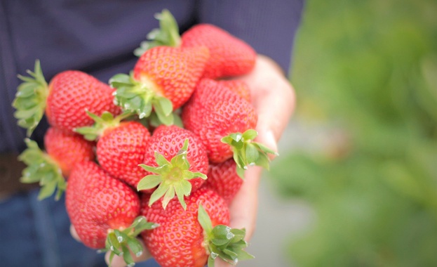 Сладката ягодка на Kaufland България беше избрана да стане част