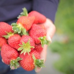 Български ягоди на финала на Уимбълдън