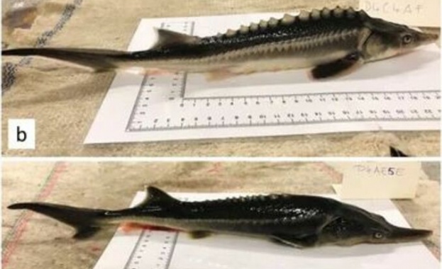 Унгарски учени създадоха риба хибрид в лаборатория