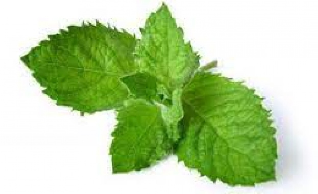 Ментата е източник на манган витамин С и А на