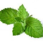 Диетолог посочи скритите свойства на ментата