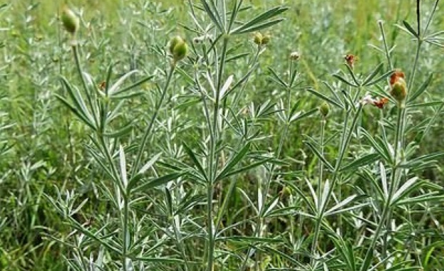 Защитена местност Сладун е обявена със заповед на министъра