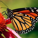 Пеперудата монарх вече е застрашен вид