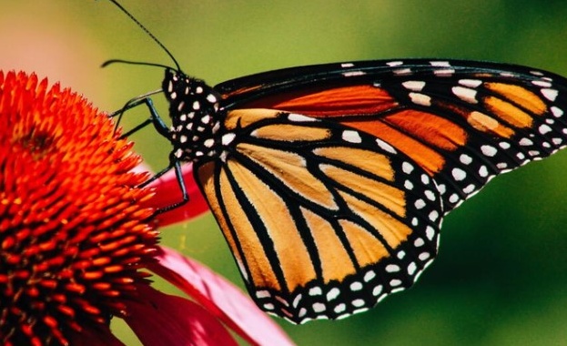 Мигриращата пеперуда монарх вече е застрашен вид поради изменението на