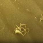 Неочаквана снимка от повърхността на Марс