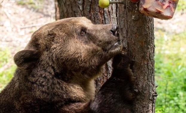 Жителите на две габровски села алармираха, че мечки кръстосват улиците